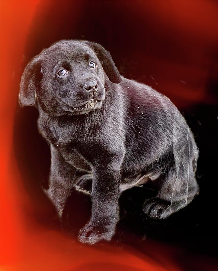 Labrador Puppy On Red and Black Photograph by Constantine Gregory