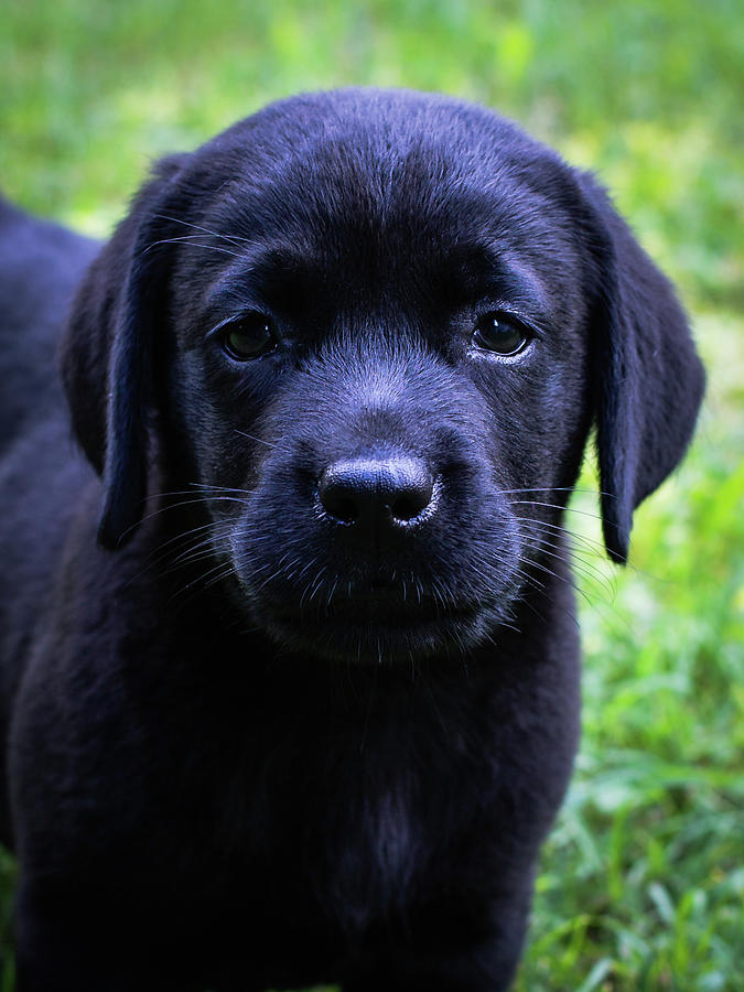 Labrador Puppy Photograph