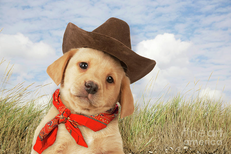 Animal Photograph - Labrador puppy wearing a cowboy hat by John Daniels