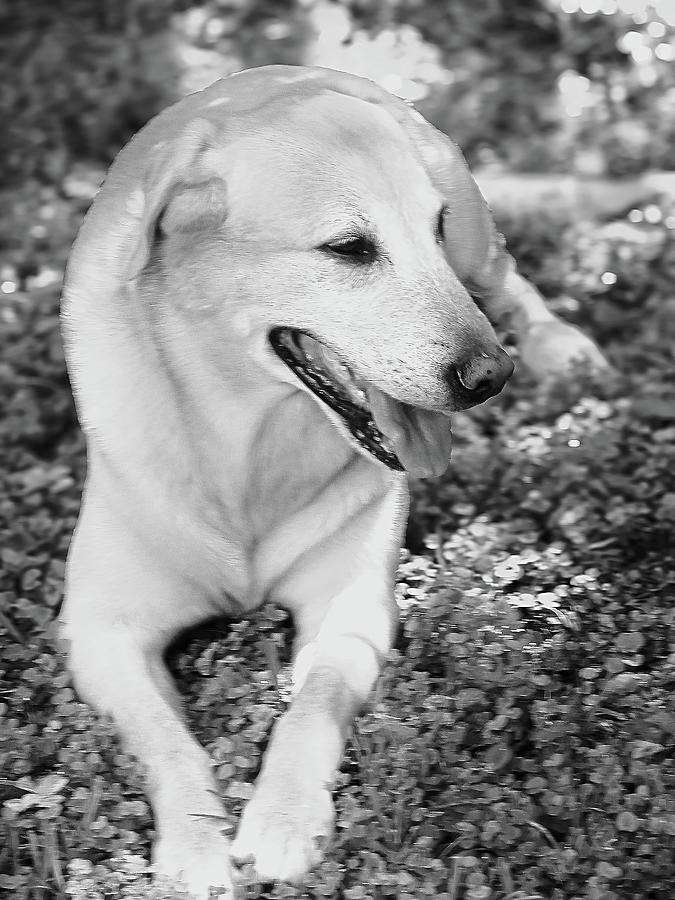 Labrador Retriever Art 16 Photograph by Miss Pet Sitter