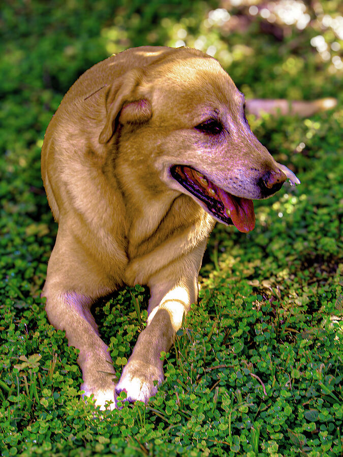 Labrador Retriever Art 25 Photograph by Miss Pet Sitter
