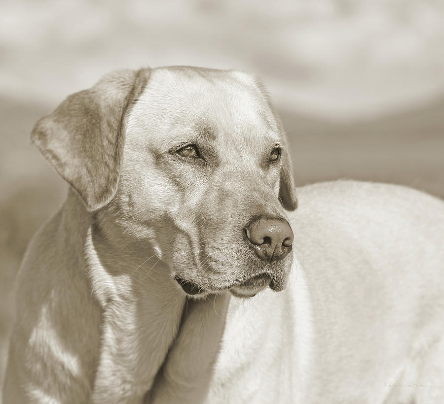 Labrador Retriever Dog Portrait Sepia Browns Photograph by Jennie Marie Schell