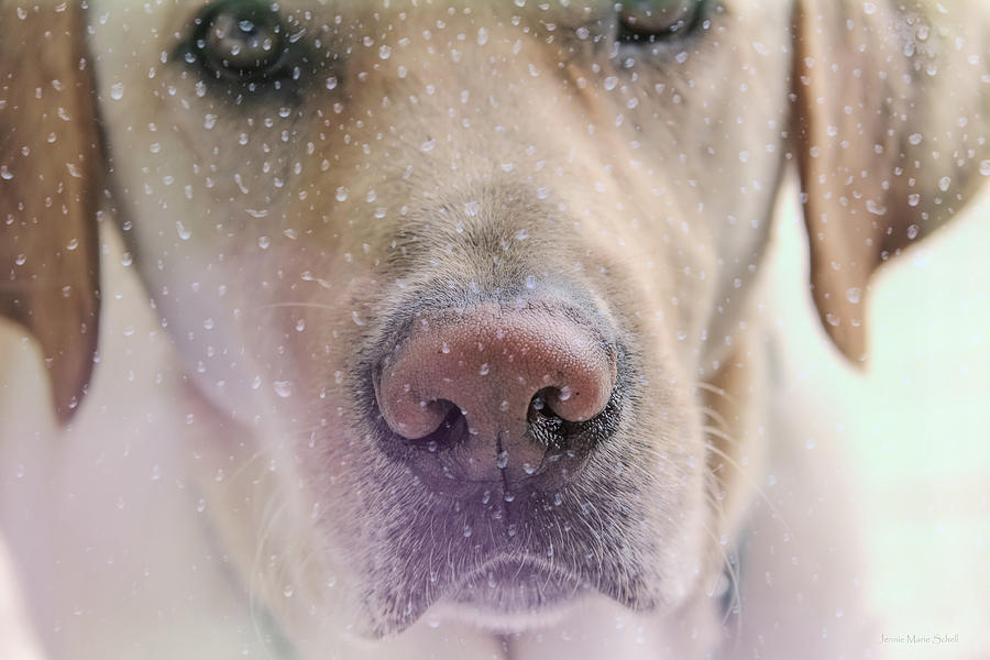 Dog Photograph - Yellow Labrador Retriever Dog Rain on Window by Jennie Marie Schell