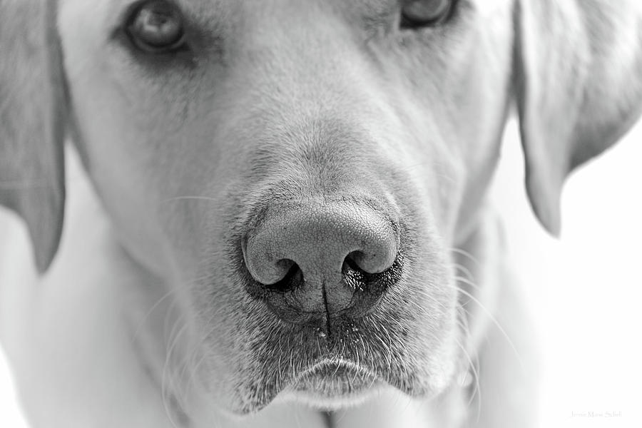 Labrador Retriever Dogs Nose Black and White Photograph by Jennie Marie Schell