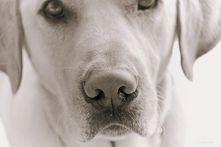 Labrador Retriever Dogs Nose Photograph by Jennie Marie Schell