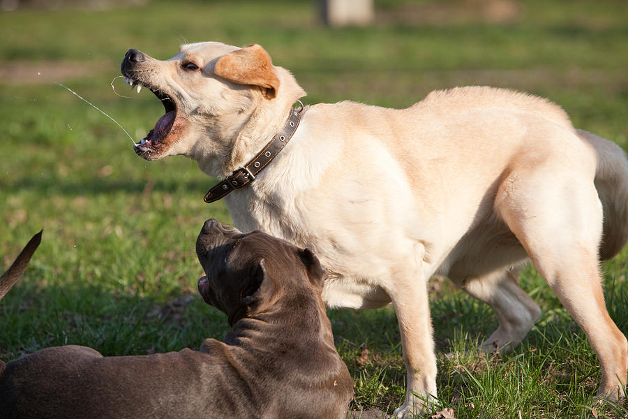 Labrador retriever playing with pit bull terrier Photograph by Alex Potemkin