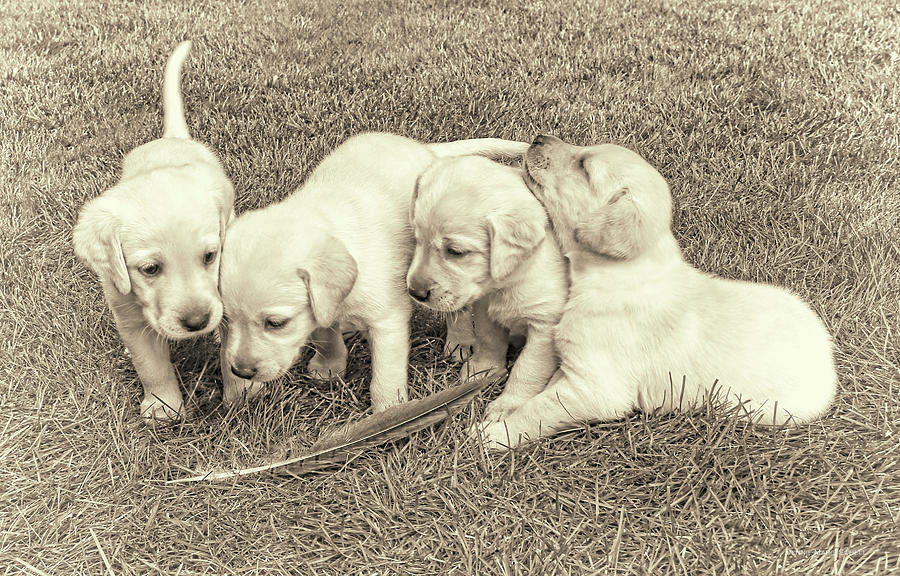 Labrador Retriever Puppies and Feather Vintage Photograph by Jennie Marie Schell