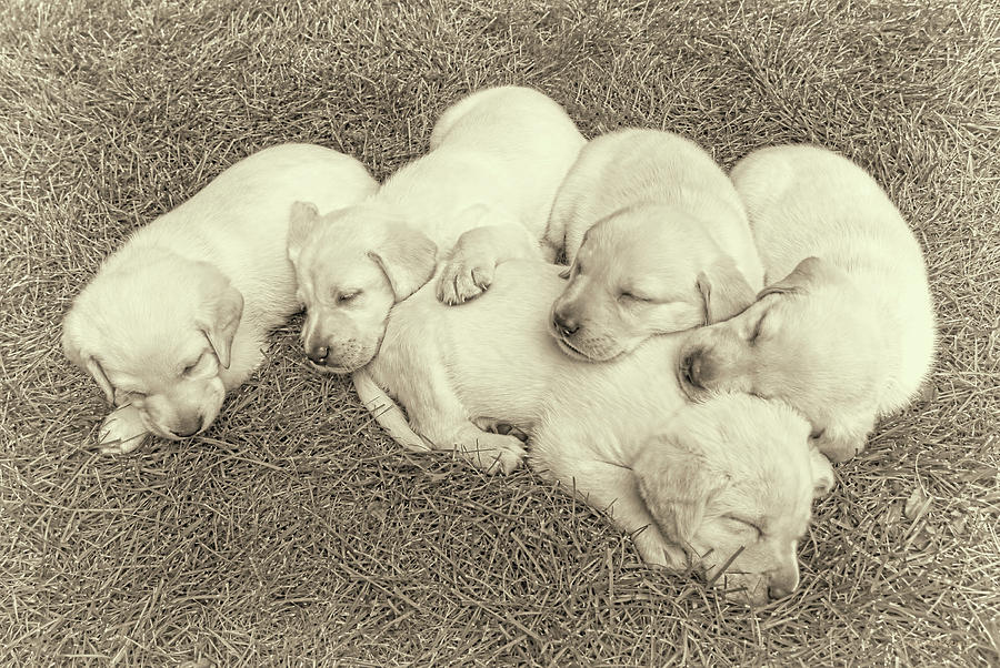 Vintage Photograph - Labrador Retriever Puppies Nap Time Vintage by Jennie Marie Schell