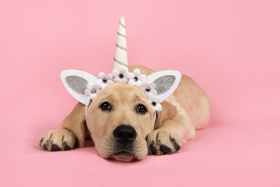 Labrador retriever puppy lying down with unicorn diadem on a pin ...