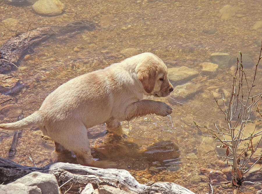 Labrador Retriever Puppy Natural Water Dog Photograph by Jennie Marie Schell