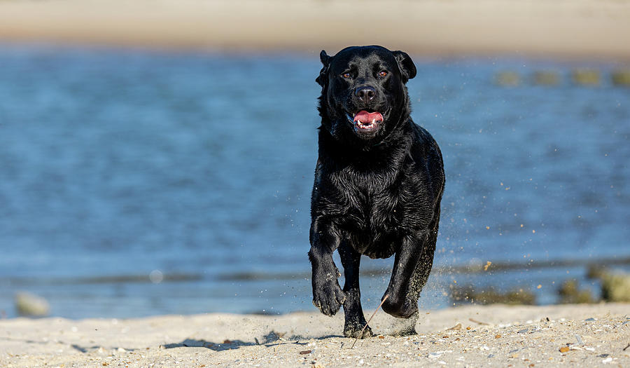 Labrador Running at the Beach Photograph by Rachel Morrison