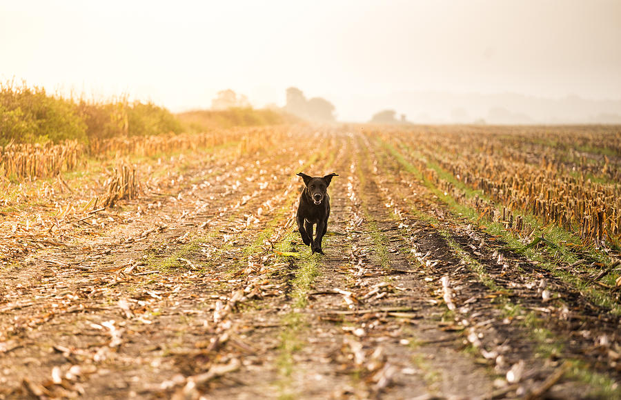 Labrador running Photograph by Faba-Photograhpy