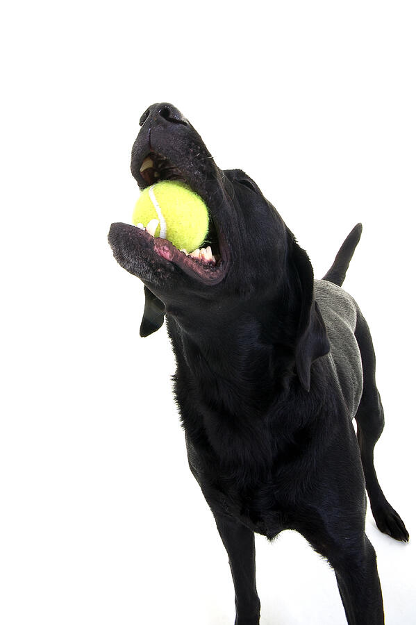 Labrador stood with ball Photograph by Sbeyer7