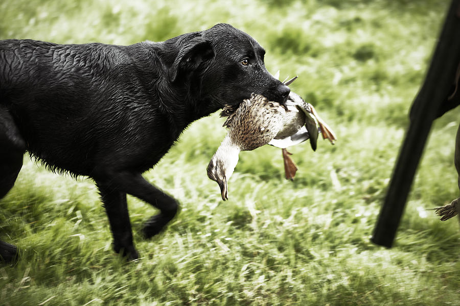 Labrador with duck Photograph by Urbancow