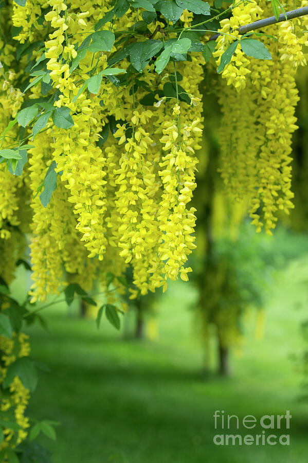 Laburnum Archway in an English Garden Photograph by Tim Gainey Laburnum Archway in an English Garden Photograph by Tim Gainey