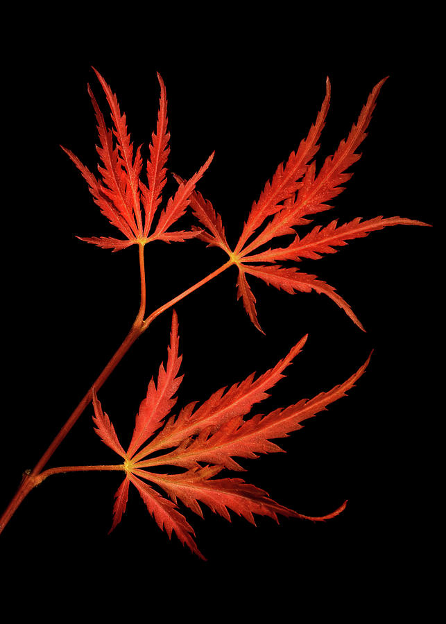 Lace Leaves Of Japanese Maple Photograph by Elvira Peretsman