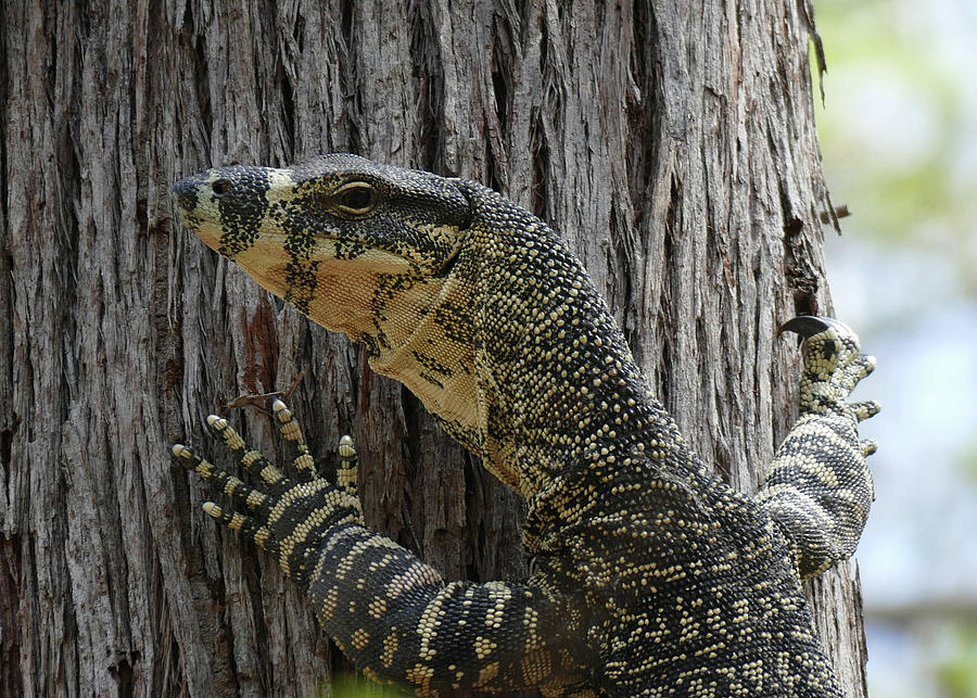 Lace Monitor keeping watch from a tree trunk Photograph by Maryse Jansen