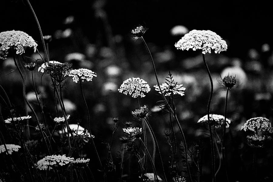 Lace Wild Flowers Black And White Photograph