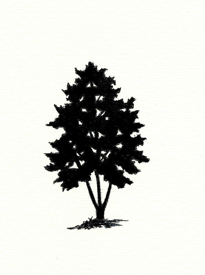 Lacebark Pine Tree Drawing