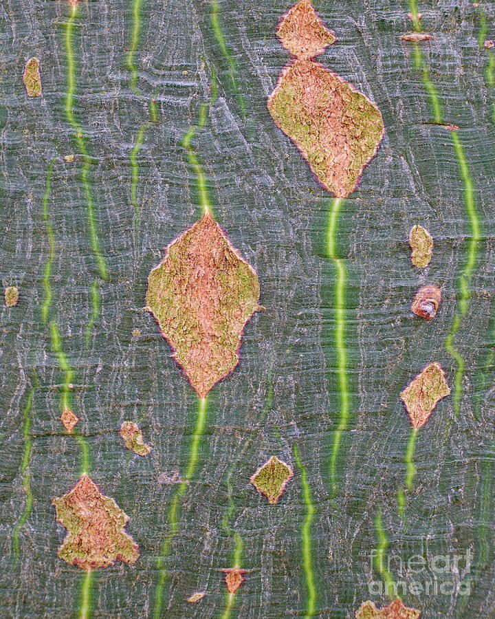 Lacebark Up Close Photograph by Neil Maclachlan