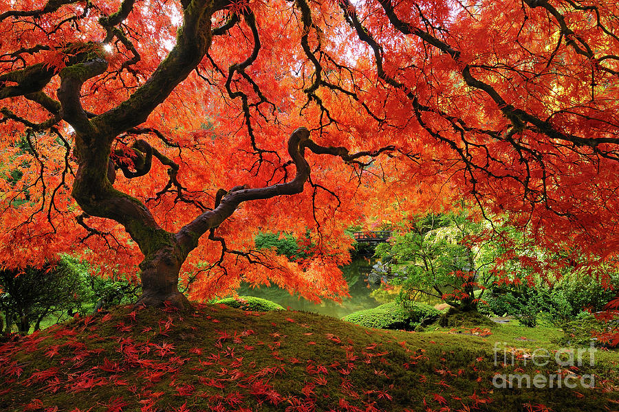 Laceleaf Maple in Autumn at Portland Japanese Garden Photograph by Tom Schwabel