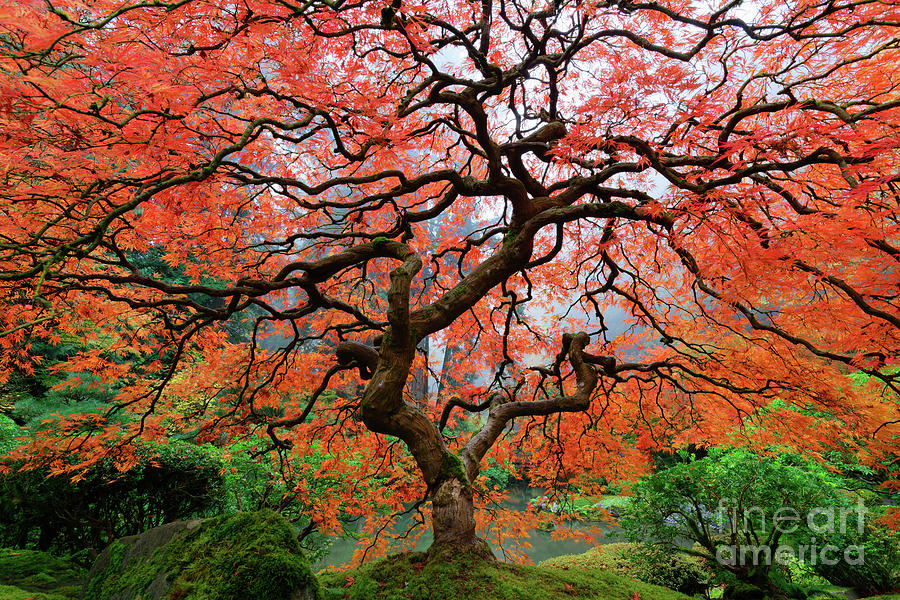 Laceleaf Maple on Foggy Autumn Morning in Portland Japanese Garden Photograph by Tom Schwabel