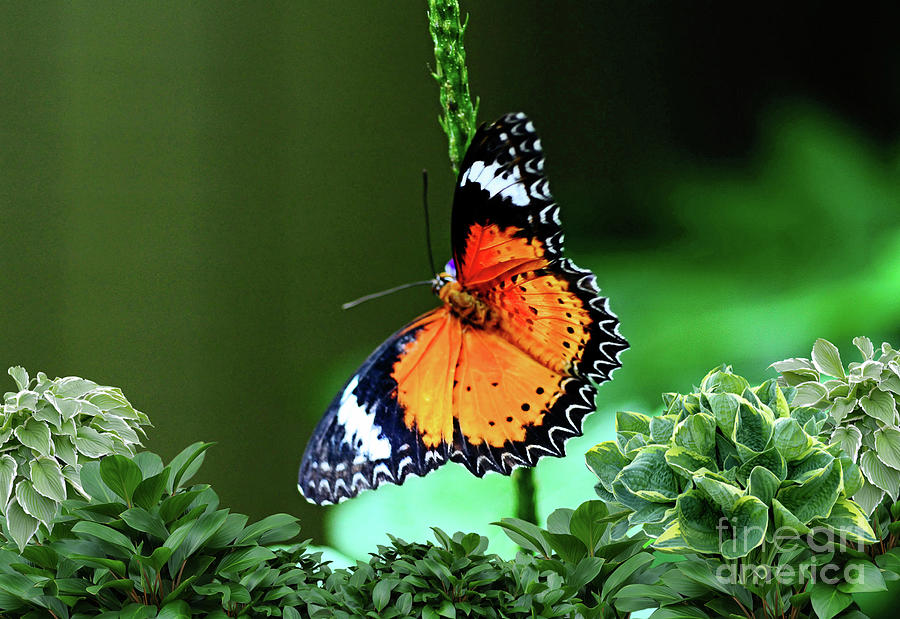 Lacewing Butterfly Photograph By Elaine Manley Fine Art America