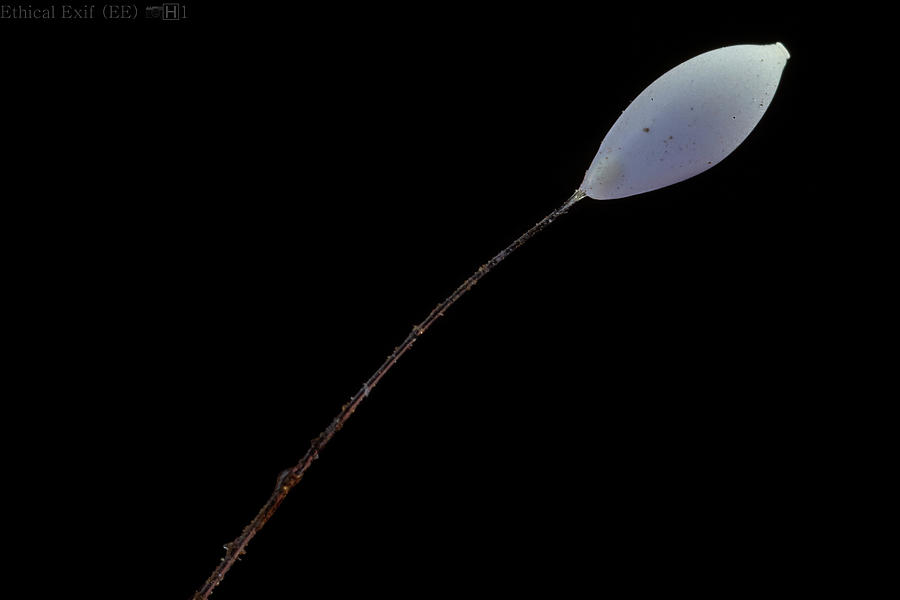 Lacewing Egg on Stalk Photograph by Paul Bertner