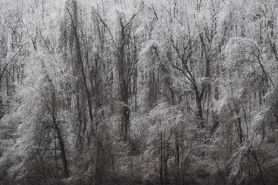 Lacey Trees Photograph by Mary The Barber - Fine Art America