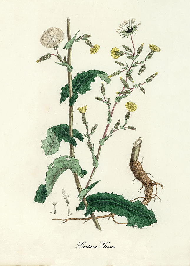 Nature Digital Art - Lactuca Virosa - Wild Lettuce - Medical Botany - Vintage Botanical Illustration - Plants and Herbs by Studio Grafiikka