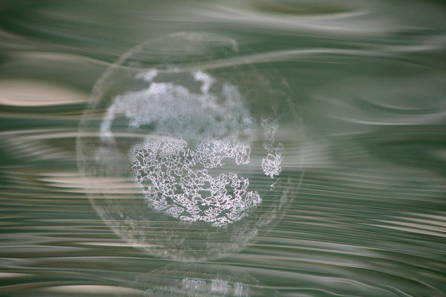 Lacy Bubble Photograph by Cathie Douglas