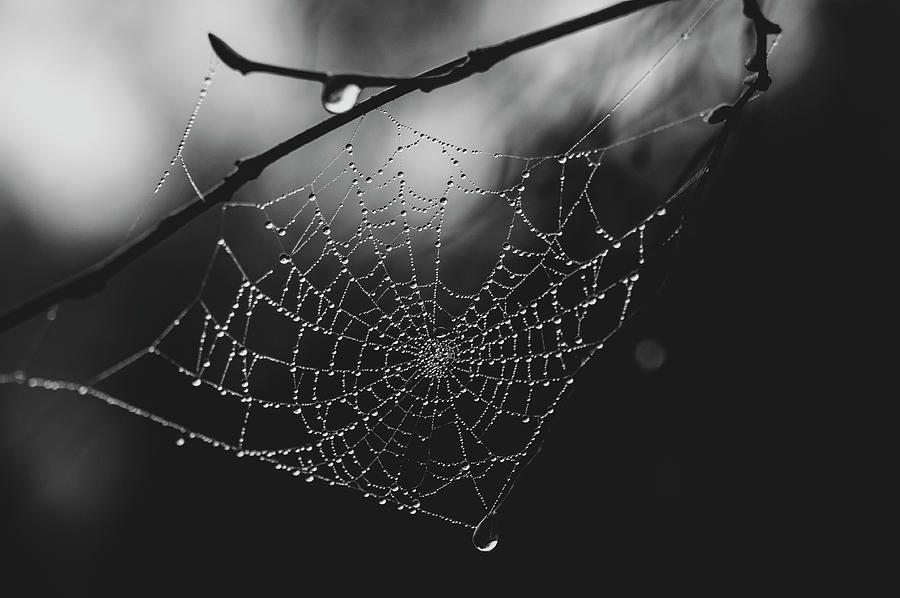 Lacy Cobweb with Drops Monochrome Photograph by Jenny Rainbow