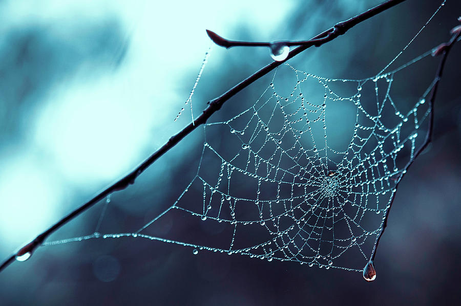 Lacy Cobweb with Rain Drops Photograph by Jenny Rainbow