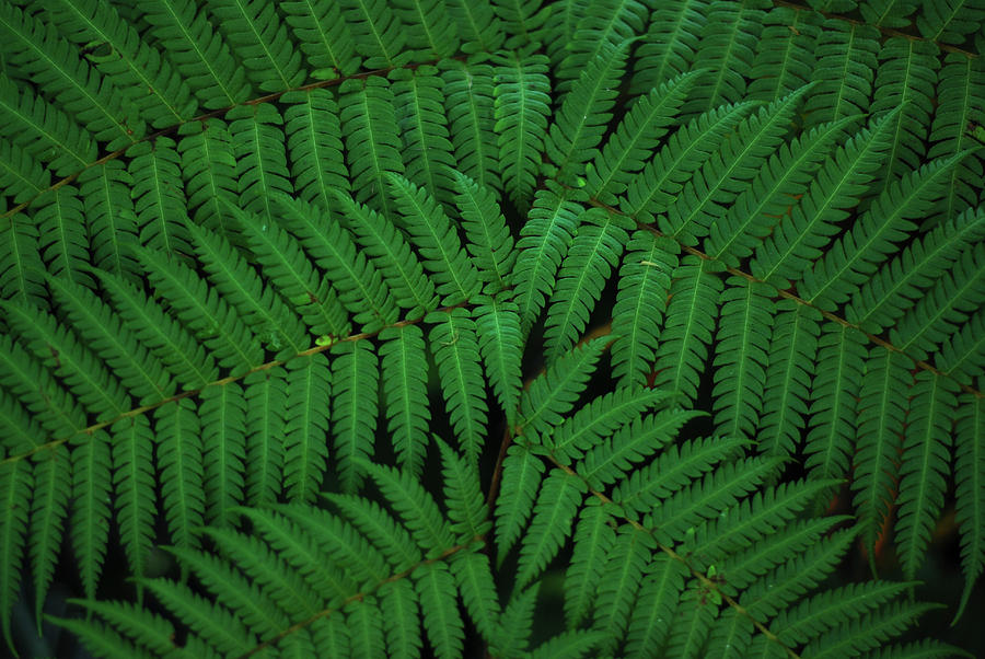 Lacy Fern Photograph by Iconyc Photo - Fine Art America