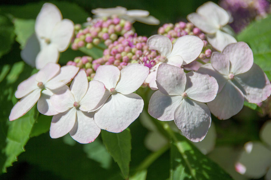 Lacy Hydrangea Photograph by Amy Sorvillo - Fine Art America