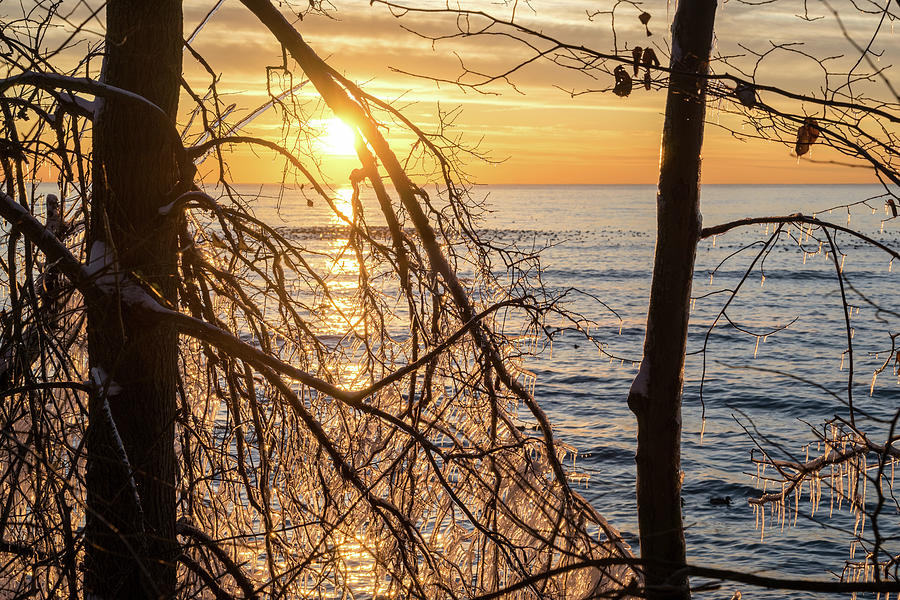 Lacy Ice Screen - Sunrise Sub-Framed with a Filigree of Frozen Branches Photograph by Georgia Mizuleva