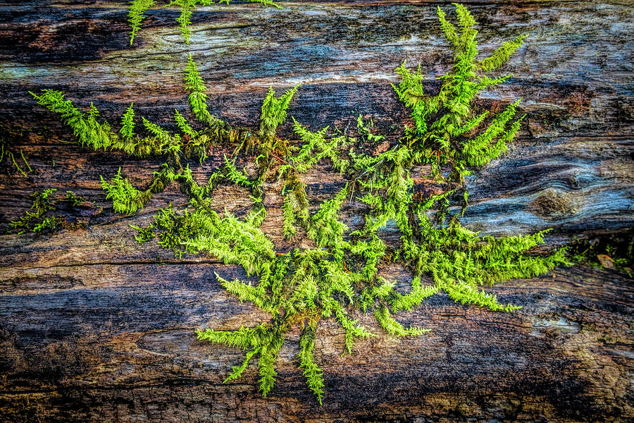 Fall Photograph - Lacy Mosses by Debra and Dave Vanderlaan