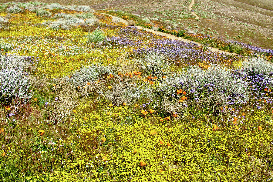 Lacy Phacelia, fiddelneck, ca poppies, goldfields, antelope valley ca ...