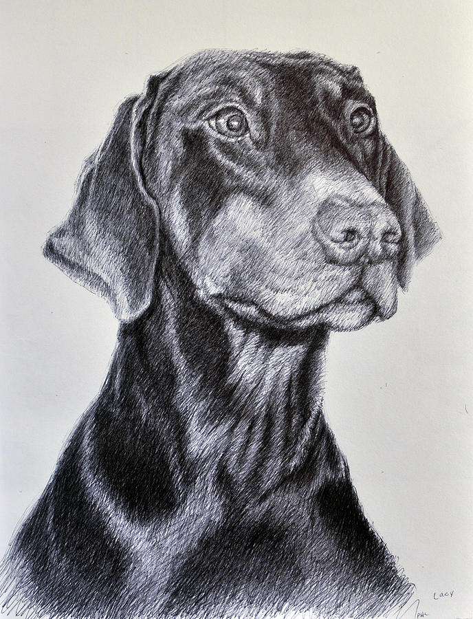 Lacy Drawing by Rick Hansen