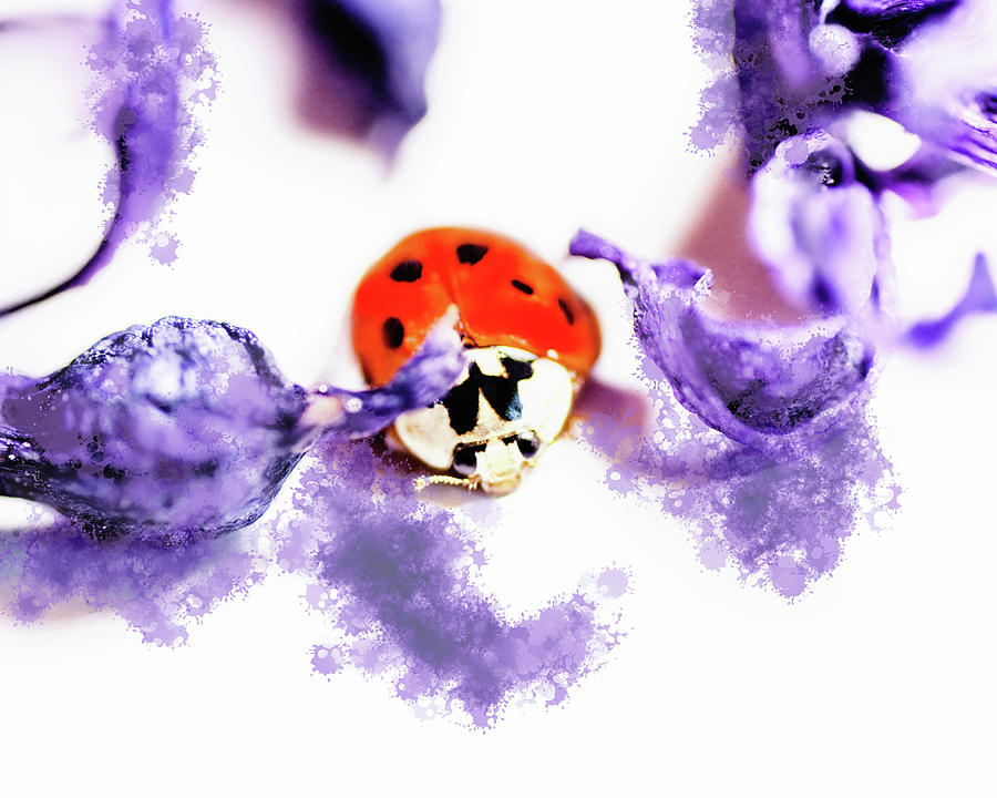 Ladybug In A Purple Mess Photograph by Sue Capuano