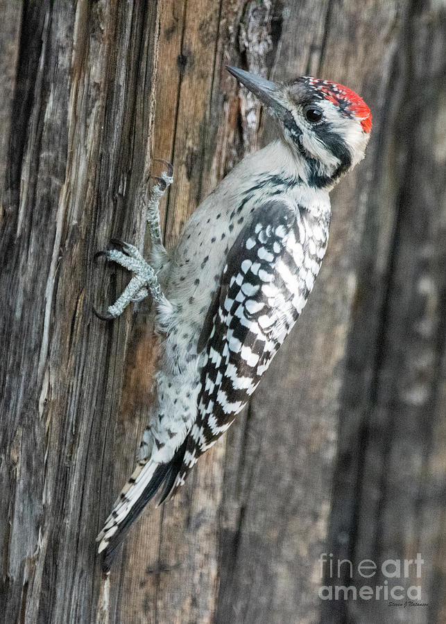Ladder backed Woodpecker 1 Photograph by Steven Natanson