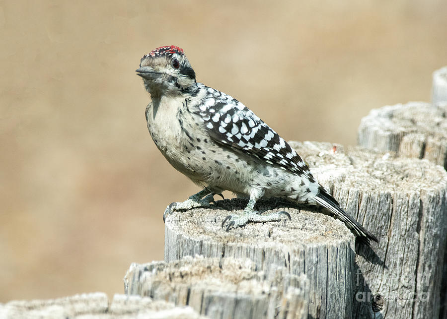 Ladder backed Woodpecker 2 Photograph by Steven Natanson
