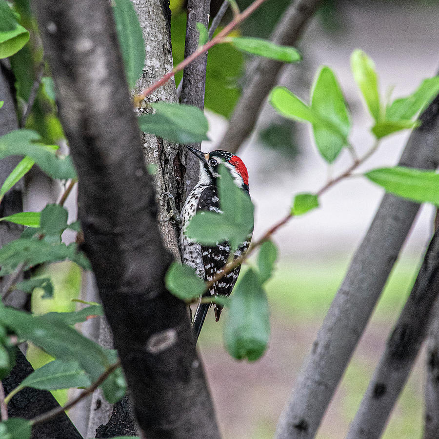 Ladder-backed Woodpecker Photograph by Daniel Hebard
