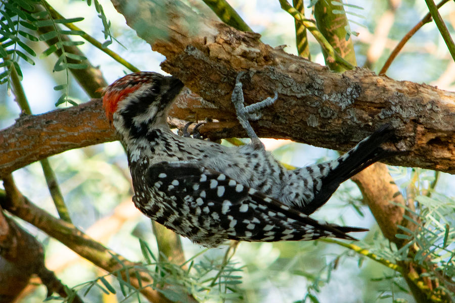 Ladder Backed Woodpecker Having an Afternoon Snack Photograph by Bonny Puckett