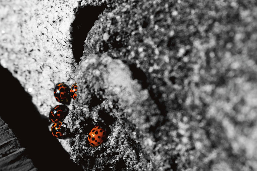 Ladies Ladies Ladies - Landscape Photography - Nature - Ladybugs Photograph