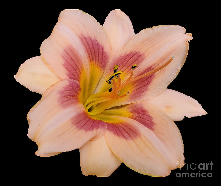 Ladies Lily  Photograph by Donna Brown