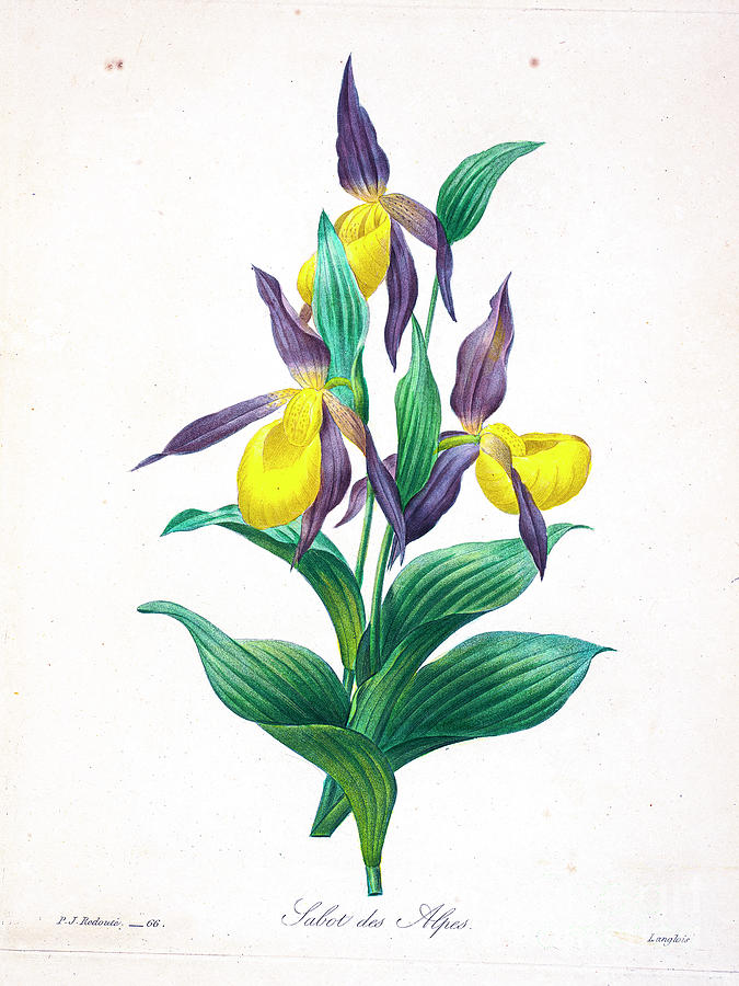 Ladies slipper orchid 1827 r1 Drawing by Botany