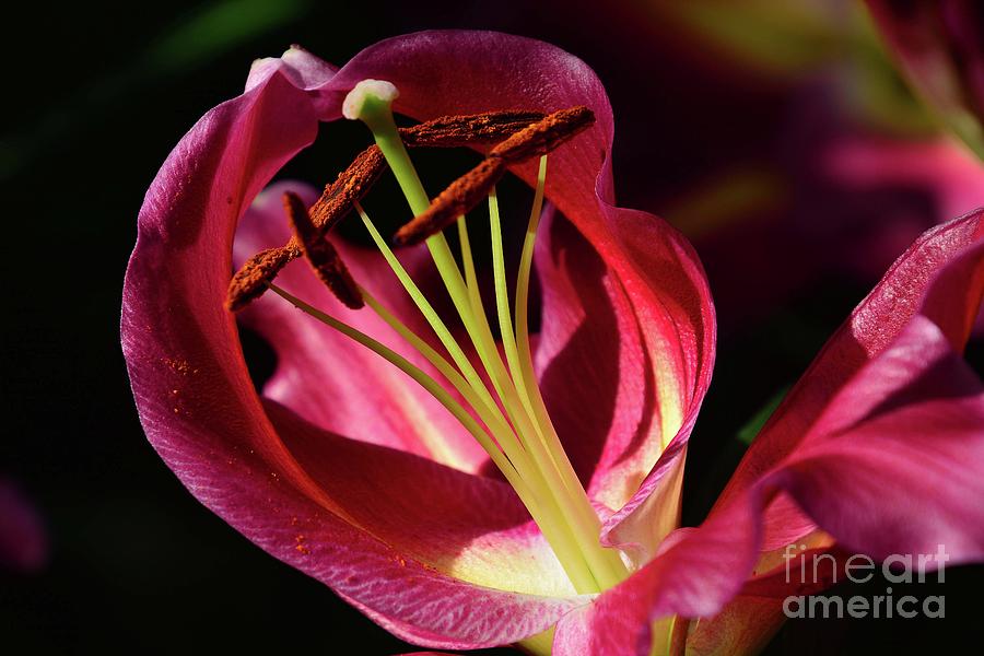 Lily Photograph - Lady In Red by Cindy Manero Lily Photograph - Lady In Red by Cindy Manero