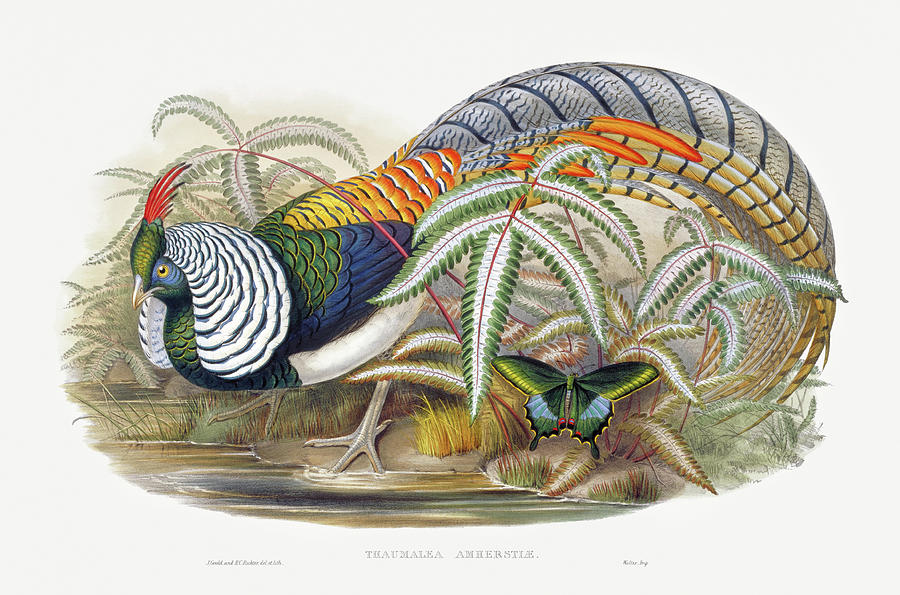 John Gould Mixed Media - Lady Amhersts Pheasant by World Art Collective