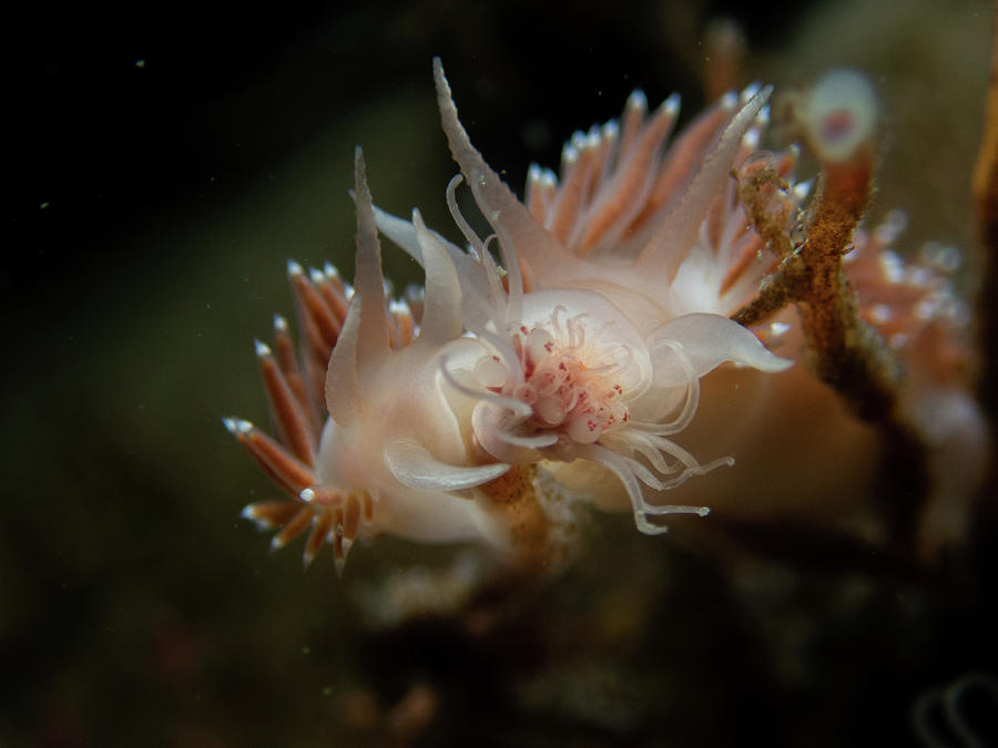 Lady and the Tramp nudibranchs Photograph by Brian Weber